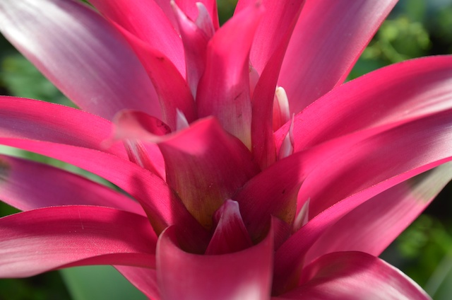 caregiver stress relief photo - flowers