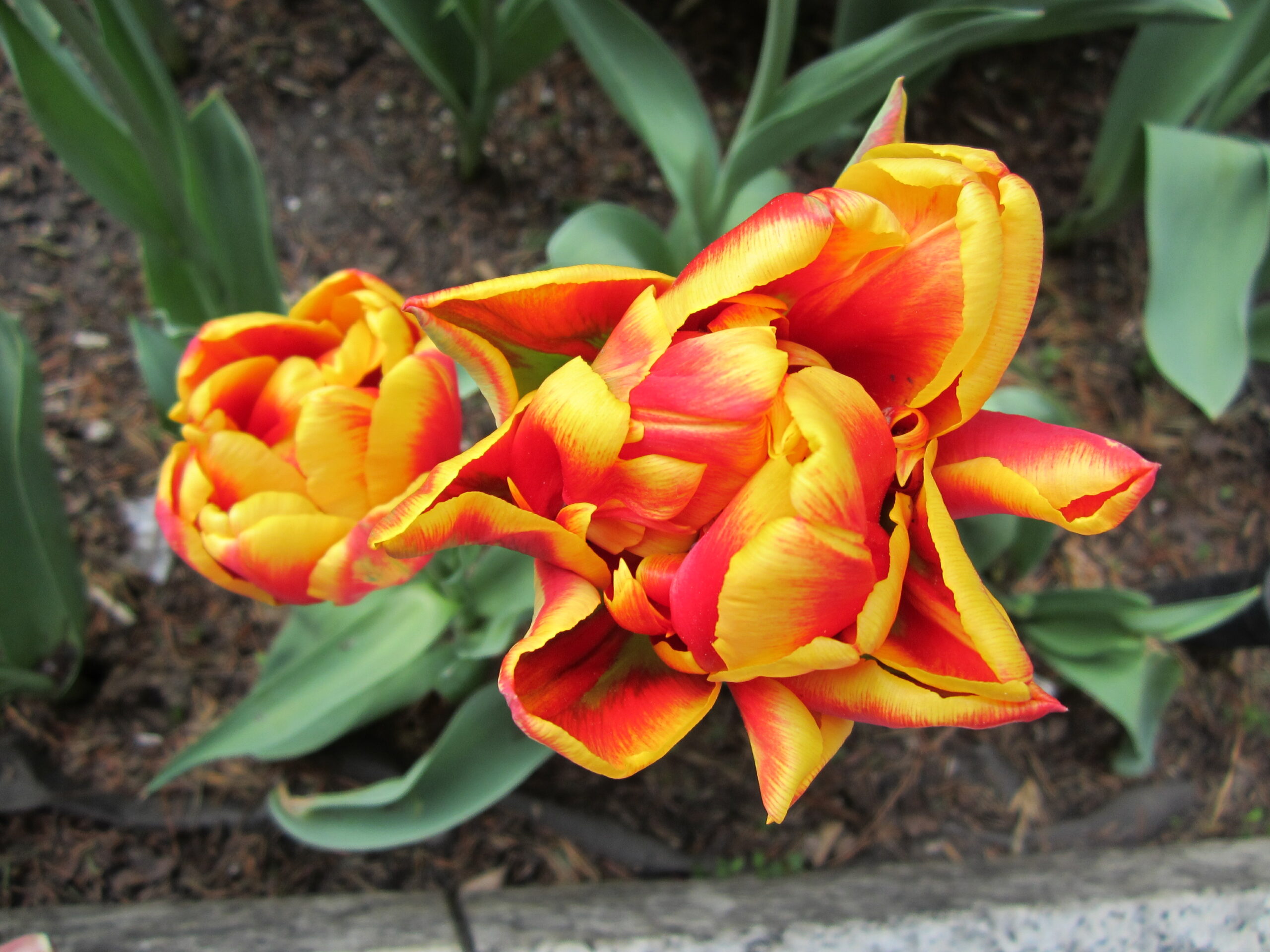Bright Colored Tulips
