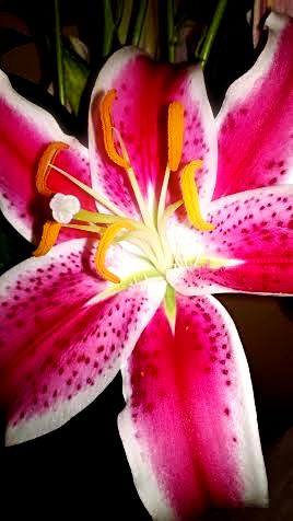 Lily Flower Blooming