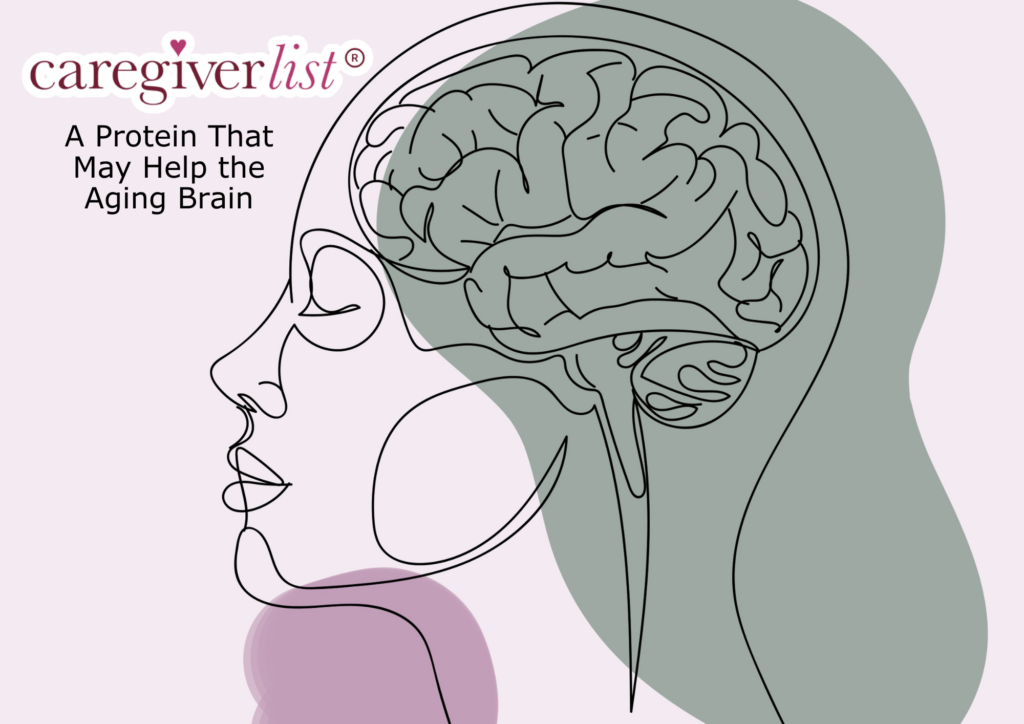 a-protein-that-may-help-the-aging-brain
